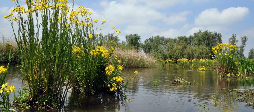 Biesbosch bezoeken met het TDT